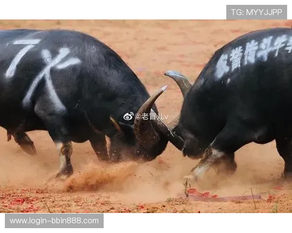 最新真人斗牛网址大全带你畅享真实刺激的斗牛娱乐体验